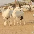 معزه بيشيات خلفات العدد 5 تحتها 5