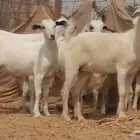 جفار بيشيات مقاني صنف معزا بيشية للبيع