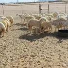 رخال حريات عددها 41 راس طيبه