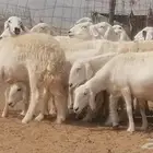 غنم حرية حرش دفع ضان حريات جروم 18 رأس طائفية