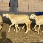 رخال حريات جدعات طيبه صنف الصنف طيبه جرام