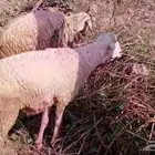 خروف عمره 6 شهور بصحة ممتازه