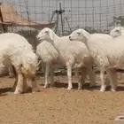 رخال حريات حرش مقاني جنب دفيع