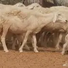 غنم حريات خلفات بهمها ذبايح ضان ولد