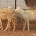 رخال حريات حرش صنف فواخر جنب دفع 5 رأس