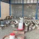 اسلام عليكم ورحمة الله وبركاته بسم الله ما شاء الله نعرض لك