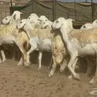غنم حريات رخال جدعات