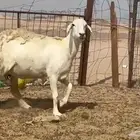 ما شاء الله وتبارك الله أعرض لكم غنم حريات دفيع ومضاريع