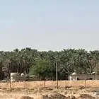 الزلفي