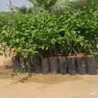 فل جيزاني متوفر