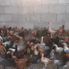 دجاج بياض للبيع 100 دجاجه ودجاج بشاير  125