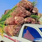 نخيل بجميع انواعه