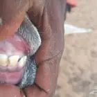 شاة تحتها طلي