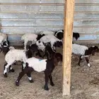 دواغير نعيم العدد 10