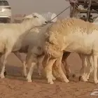 رخال حريات صنف فواخر غنم حرية دفيع