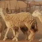 رخال حريات حرش صنف الصنف غنم حرية دفيع