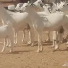 ماعز بيشيات خلفات طيبة معزا بيشية مراح 18 معها 17