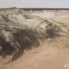 جريد وسعف نخل