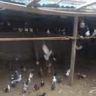 حمام قطايف