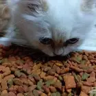 بس شيرازيه أنثى