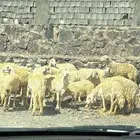 The motivations for choosing highquality products for the ch