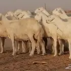 غنم حرية حرش دفع ضان حريات جروم جبرة