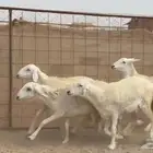 غنم حريات رخال