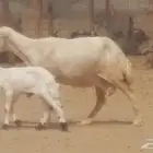 غنم رفيديات خلفات وحدة متوم 2 تحتها 3 بهم