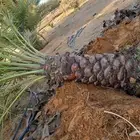 نخيل_مثمر_بجميع_انواعه_ومقاسته_المختلفه