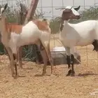 جفار بيشيات صنف جنب دفيع كحل فواخر