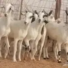 جفار بيشية مقاني بيض وكحل صنف