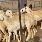 ما شاء الله وتبارك الله أعرض لكم غنم حريات رخال ضغط عالي