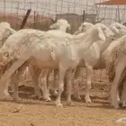 غنم حريات حرش مراح واحد جنب دفيع