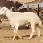 فحل حري للبيع