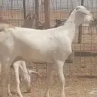 معزا بيشيات أسنانها رباع