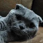 للبيع فولد سكوتش بيور ذكر حق مشروع تزاوج