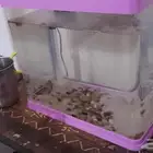 الرياض