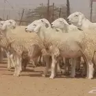 رخال حريات حرش صنف جنب دفيع مراح 140 بالفحل
