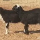 رخال نجديات مقاني فاخرة من غنم وضان نجدية رأسين