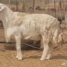 فحل حري احرش جرم صنف فاخر مشروط من غنم حرية