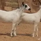 ماعز بيشيات صنف جنب دفيع كحل فاخرة