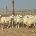 غنم حريات حرش رخال