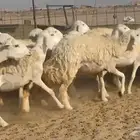 غنم حريات رخال دفيع