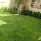 ثيل فرنسي ثيل سي الفين جميع انواع النباتات تنسيق الحدائق