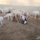 ضان رفيديات مقاني مناتيج متومات