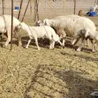 ضان حريات متابيع 5تحتها 5بهم كبار