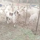 تيوس للبيع