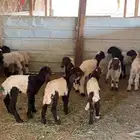 دواغير نعيم العدد 10