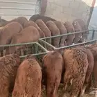 السواكن عندنا غييير .. واسعار مناسبة جدا جملة وتفريد