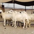 ضان ميديات عددها 10 رؤس